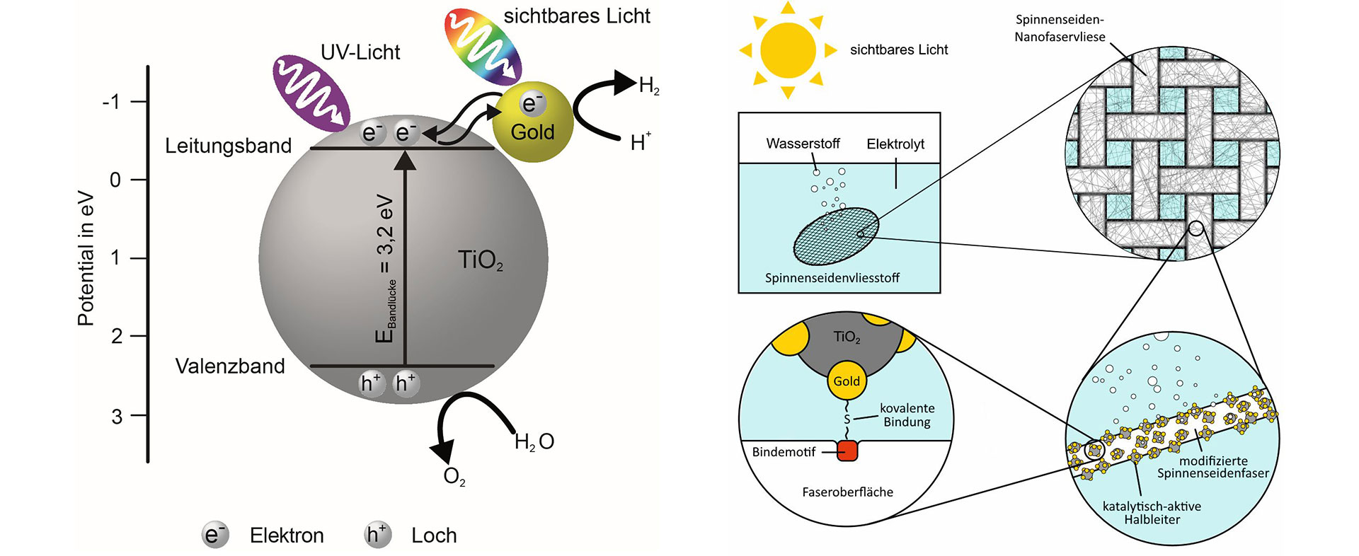 Fotokatalytisch aktive Membranen auf Spinnenseidenproteinbasis